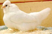 /album/galeria-de-fotos/araucana-jpg/