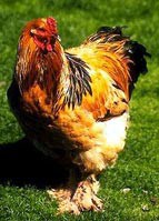 /album/galeria-de-fotos/brahmabuff-jpg/