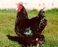 /album/galeria-de-fotos/cochinchinapreta-jpg/