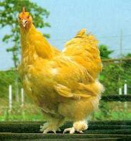 /album/galeria-de-fotos/conchinchinaamarela-jpg/