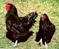 /album/galeria-de-fotos/gigantenegro-jpg/