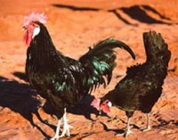 /album/galeria-de-fotos/minorca-jpg/