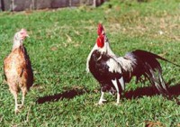 /album/galeria-de-fotos/phoenix-jpg/