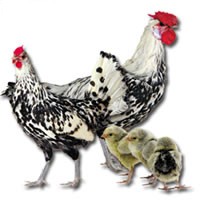 /album/galeria-de-fotos/hamburguesas0001-jpg/