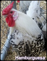 /album/galeria-de-fotos/hamburguesas00012-jpg/