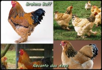 /album/galeria-de-fotos/brahmabuff002-jpg/