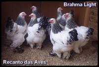 /album/galeria-de-fotos/brahmalights0001-jpg/