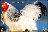 /album/galeria-de-fotos/brahmalights00026-jpg/