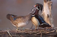 /album/aquaticos1/carolina3-jpg/